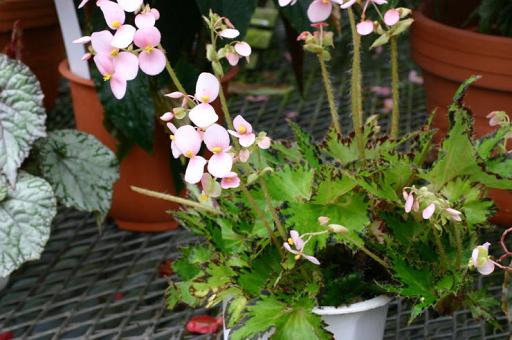 B. ‘Dragon Fingers’